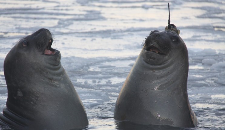  Seals help plug Antarctic water mystery