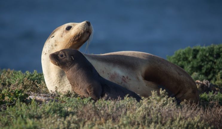  It’s the mother and child reunion: sea lion mothers spot their pups in a crowd