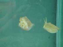 Dual colour cuttlefish