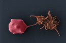 EM image