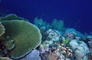 coral reef