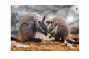 wallabies and antibiotic image (2)