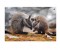 wallabies and antibiotic image (2)