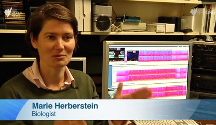  Dr Marie Herberstein in an interview for SBS World News