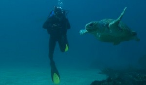 Ecologist Adam Stow with a Loggerhead Turtle. Photo: Robert Harcourt
