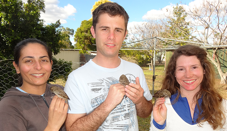 Monica Awasthy, Samuel Andrew and Anna Feit holding house sparrows in a backyard in Pittsworth (near Toowoomba). Photo Alistair Silcock