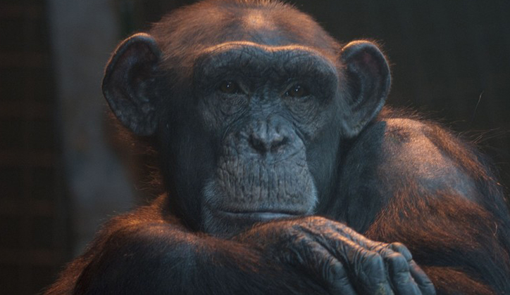 Climbing the tree: the case for chimpanzee ‘personhood’