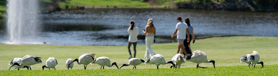 Students and Australian white ibis on the campus lawn by the lake.
