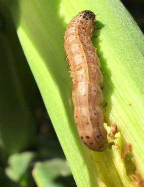 Fall army worm photo credit H Spafford