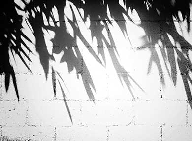 Shadow of a leaves on a wall