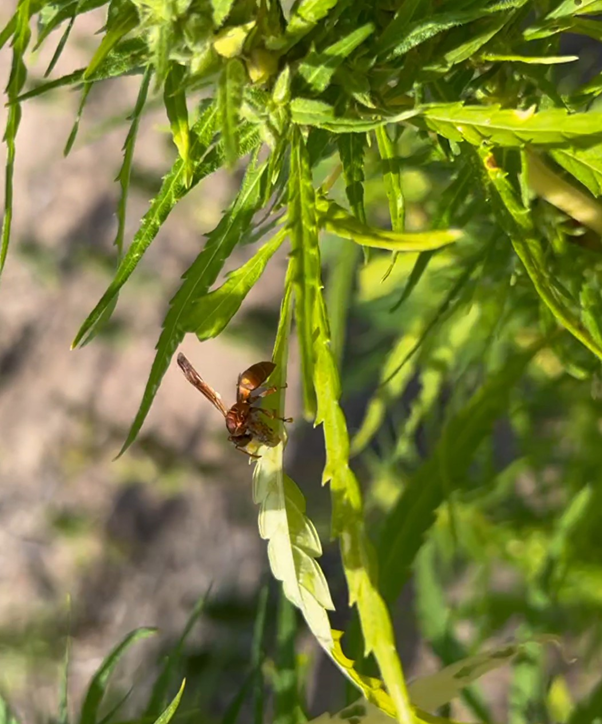 Flying insect sitting on hemp leaf