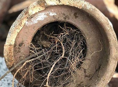 A section of ceramic pipe filled with a tangle of thin roots.