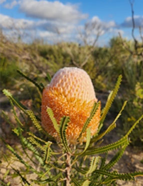 A close-up image of a native Australian plant in a field.