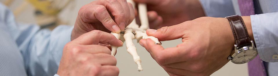 two sets of hands holding a skeleton hand