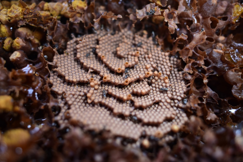 Stingless bees Tetragonula carbonaria 