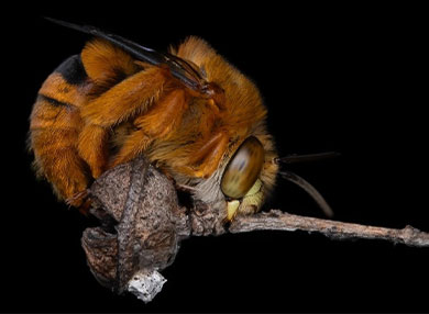 Close up photo of teddy bear bee on branch 
