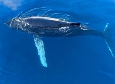 aerial shot of a whale