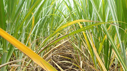 APAF partners with Sugar Research Australia to characterise Yellow Canopy Syndrome in sugarcane