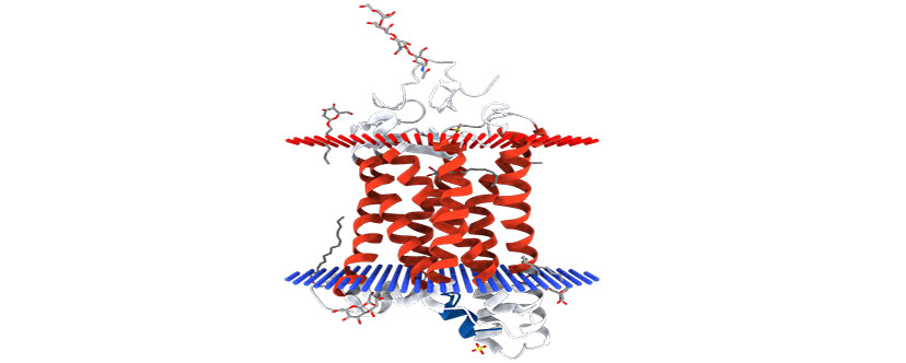 Olfactory receptors beyond olfaction