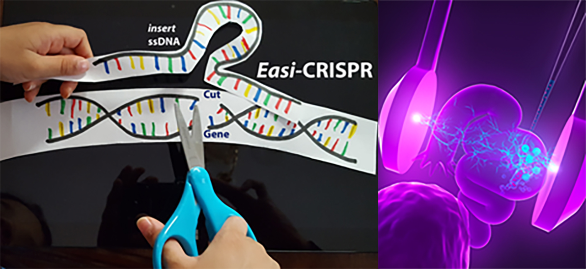 Easi-CRISPR & IGONAD
