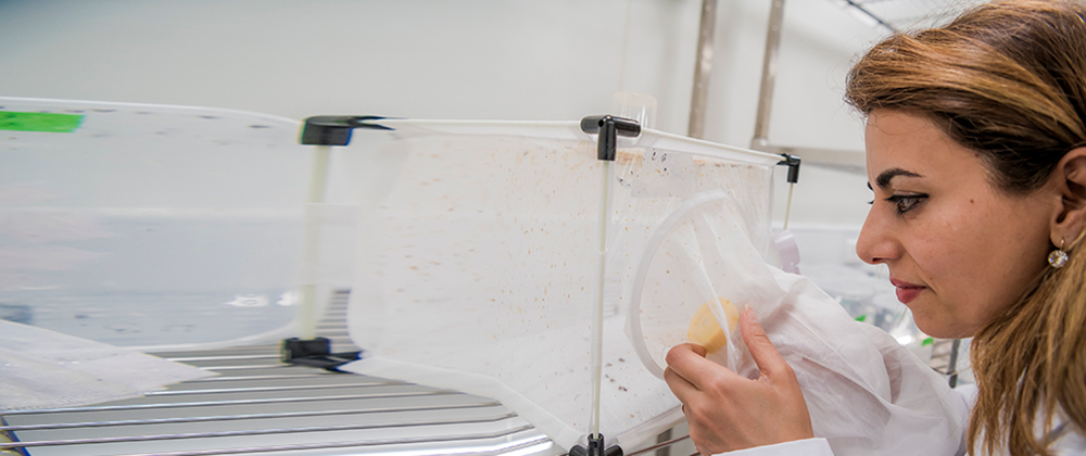 A researcher looking into a lab machine