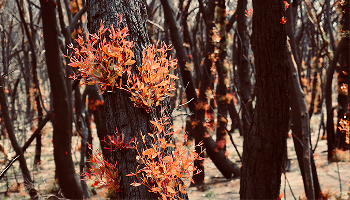 A burnt tree resprouting