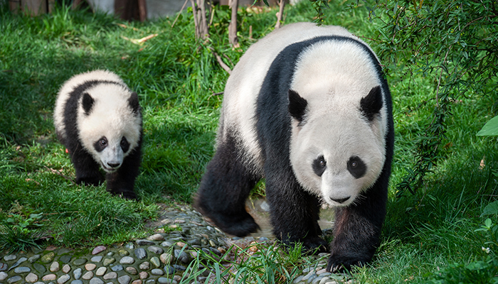 Pandas