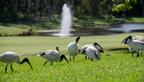 The history of Macquarie