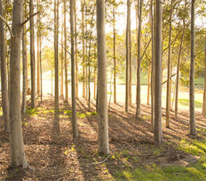 The Macquarie University Arboretum 