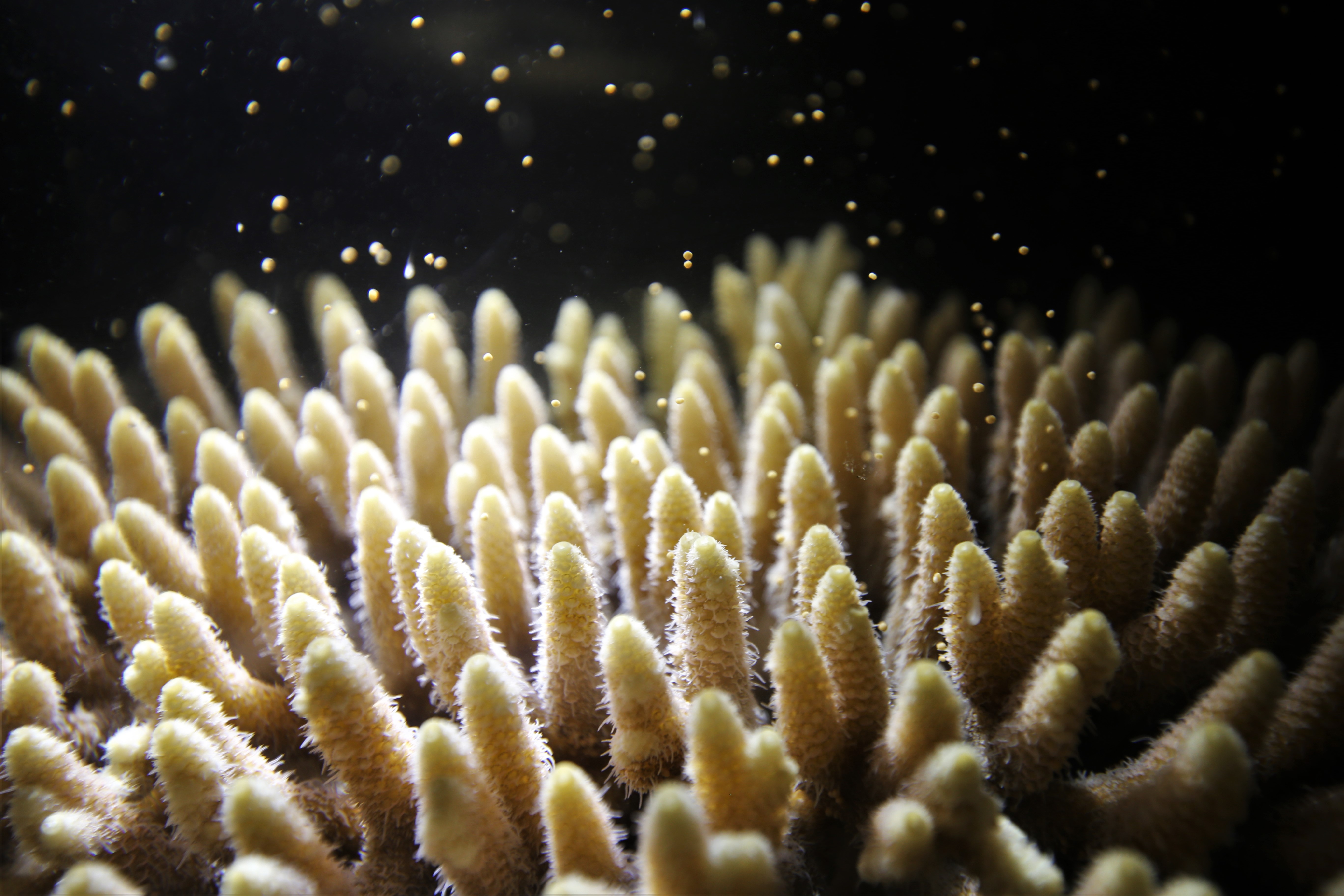 Coral