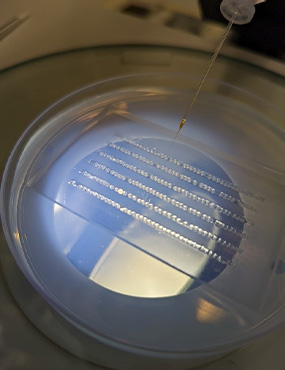 Microinjection of zebrafish embryos to generate transgenic animals