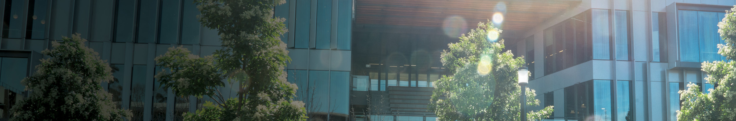 The tops of trees on the Macquarie University campus.