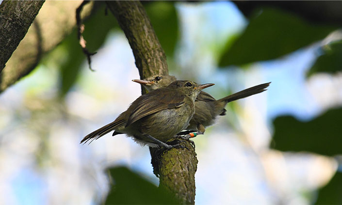 Seychelles warblers sitting on a branch on Cousin island