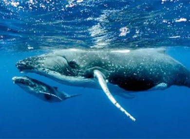  humpback whale side on swimming with calf 
