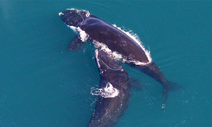 Arial shot of two North Atlantic right whales at the surface.