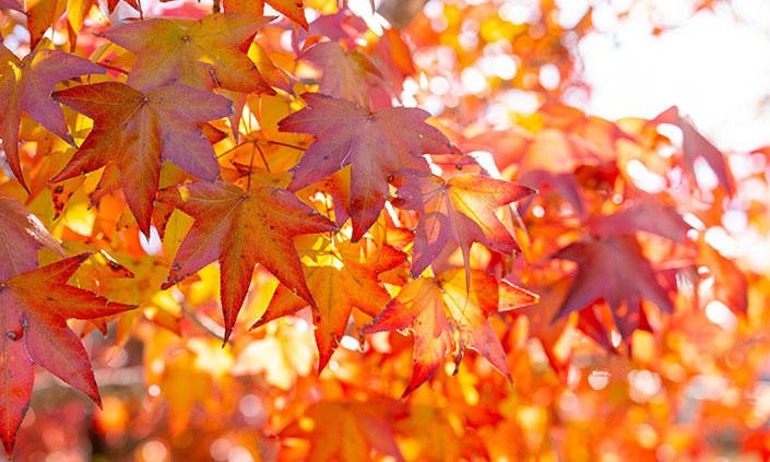 Autumn leaves