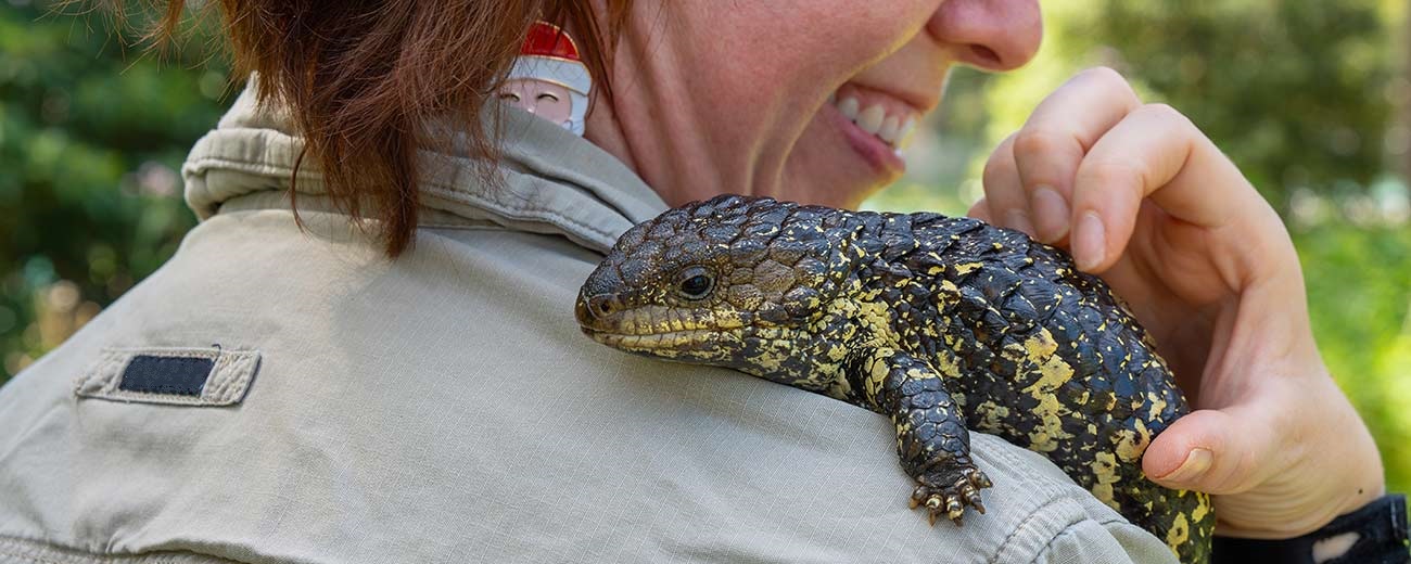 Lizard on a person's shoulder