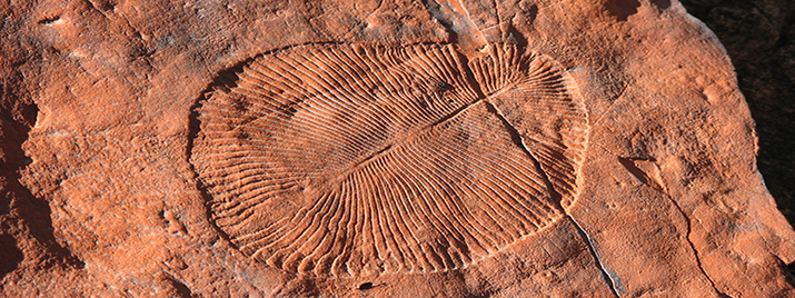 Dickinsonia from Rawnsley Quartzite, Brachina Gorge, Wilpena, South Australia