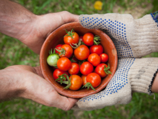 Hands holding tomatoes