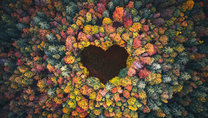 Tree in shape of heart