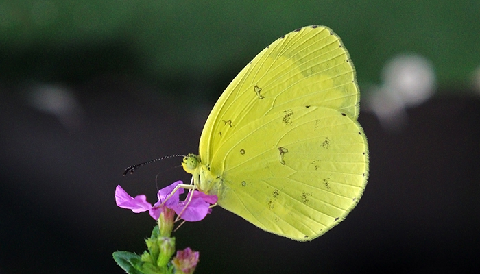 Single butterfly