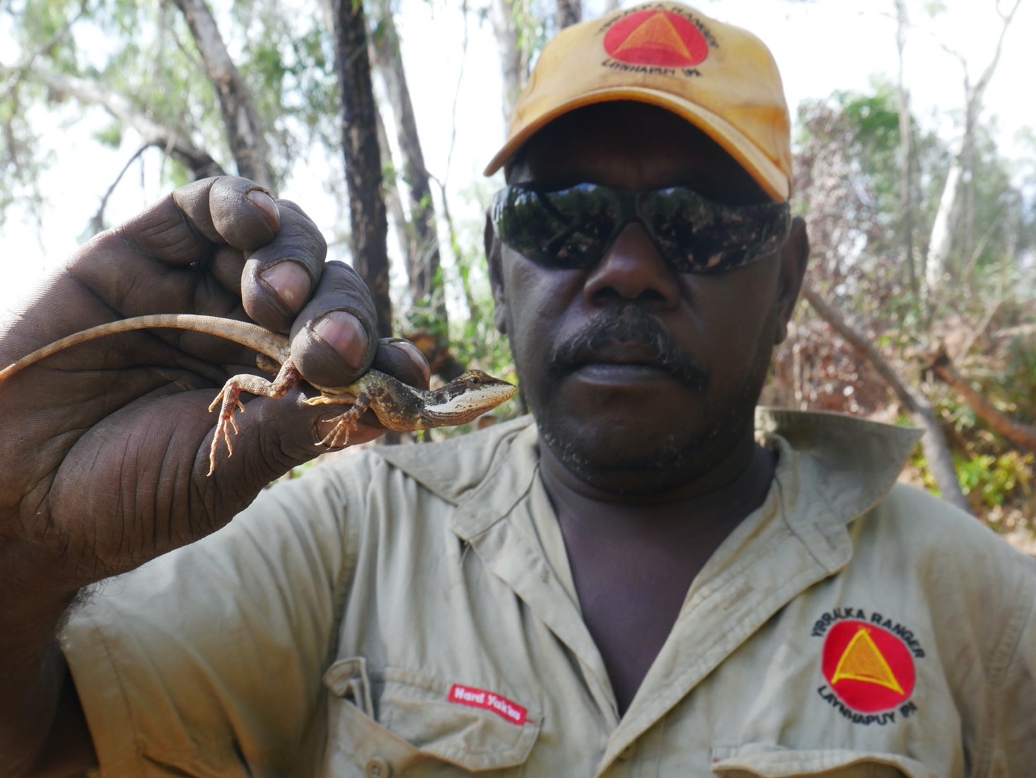 Yirralka Ranger Yalapuru Gumana holding small lizard