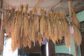 Mr Yusuf’s method of preserving his rice cultivars: hanging them from a roof beam to dry.