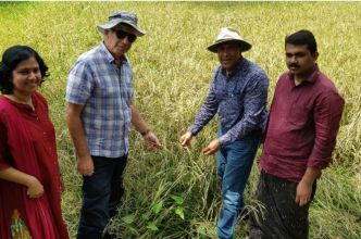 Professor Kadambot Siddique, Professor Michael Blakeney and Dr Jayasree Krishnankutty examining traditional rice varieties.