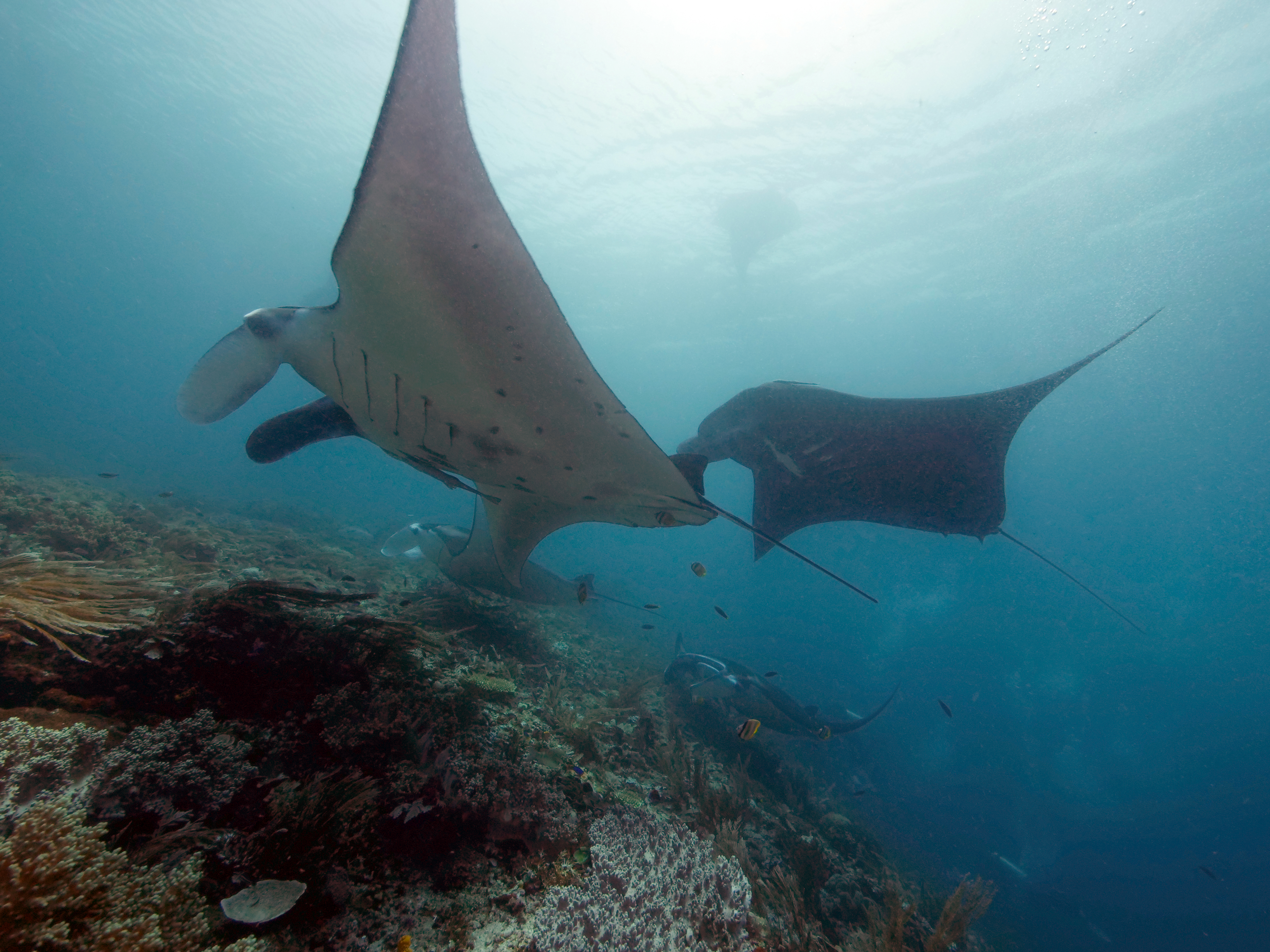 Manta Rays