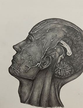Nazli drawing human head