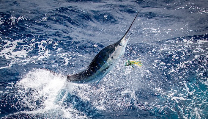 Striped Marlin