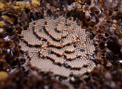 Photo of stingless bees brood comb in horizontal spirals