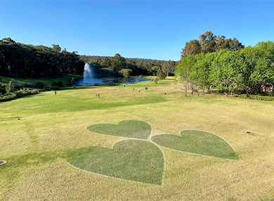  Hearts painted into the grass at the Wallumattagal Campus