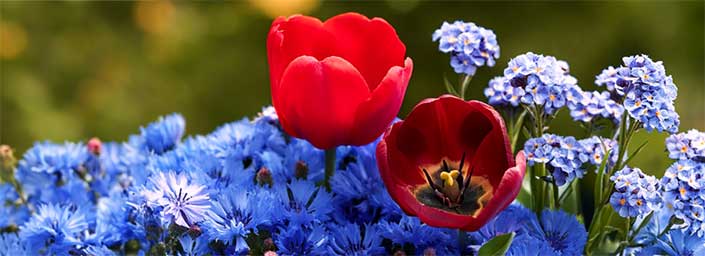 Two red tulip flowers with a field of blue cornflowers around them